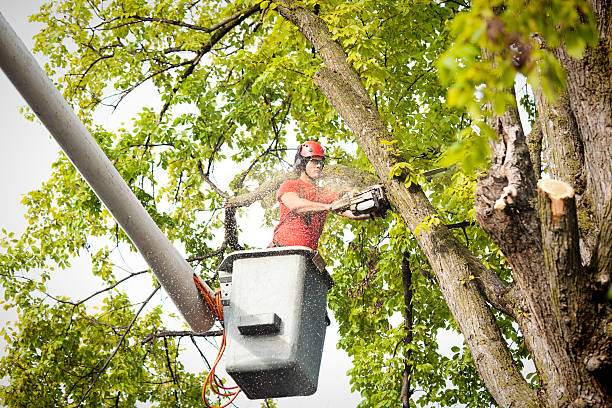 How Our Tree Care Process Works  in  South Wilton, CT